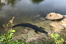 Alligator